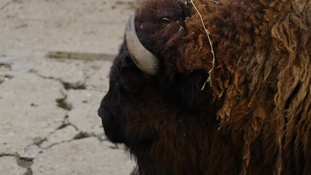 Side profile of a dark brown bison with large horn and thick fur standing on concrete ground in a zoo enclosure. Concept of wildlife strength animal texture and conservation
