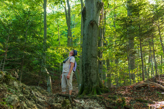Adult hiker stands at the base of a tall tree, looking upward in awe. Sunlight through green leaves creates a serene mood for concepts of wonder, nature therapy, mindfulness, forest bathing, and hikin