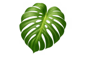 Monstera deliciosa leaf with unique splits and holes, tropical plant element on transparent background