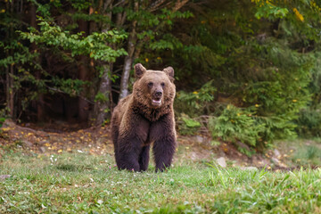 Braunb&auml;r kommt aus einem Wald in Rum&auml;nien
