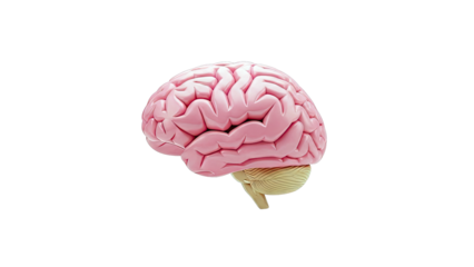3D Model of a Human Brain