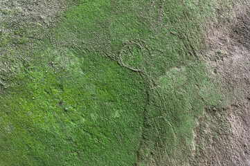 A captivating close-up reveals the rugged texture of an aged stone, adorned with vibrant green moss, showcasing the beauty of natural erosion and the passage of time.
