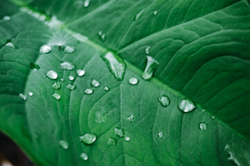 Water droplets on a leaf, refreshing detail of a plant leaf, delicately adorned with glistening water droplets, epitomizing the purity and vitality of the natural world.