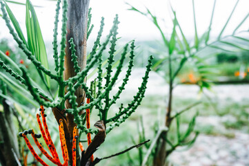 An enchanting close-up showcasing the delicate details of a unique plant, its vibrant green and red accents standing out against a soft, natural backdrop.
