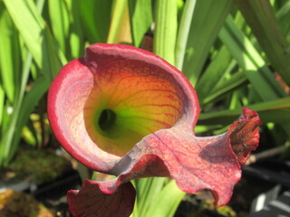 Zbliżenie na kaptury rośliny z gatunku sarracenia © Kumulugma