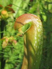 Zbliżenie na kaptury rośliny z gatunku sarracenia © Kumulugma