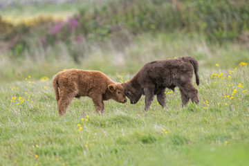 Highland calves in a field, close up