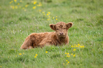 Highland calf in a field, close up