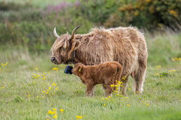 Highland cow and calf in a field, close up