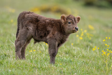Highland calf in a field, close up