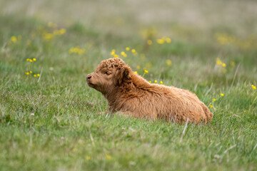 Highland calf in a field, close up