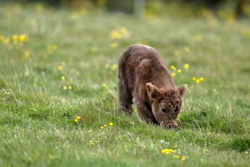 Highland calf in a field, close up