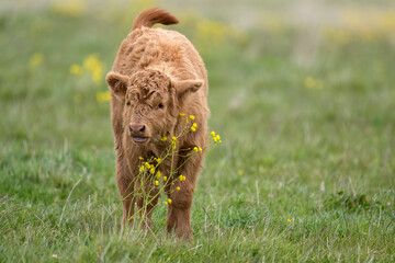 Highland calf in a field, close up