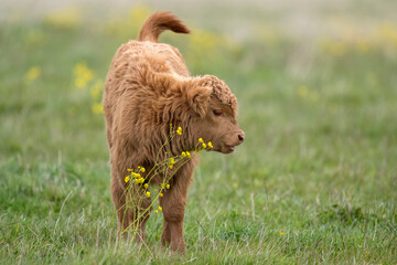 Highland calf in a field, close up