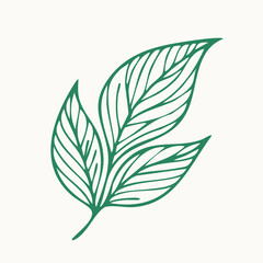 Leaf  Vector Illustration