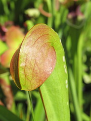 Zbliżenie na kaptury rośliny z gatunku sarracenia © Kumulugma
