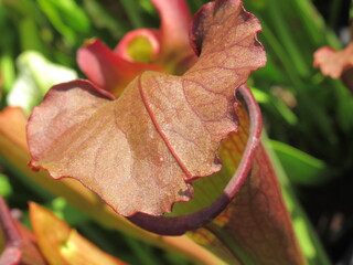 Zbliżenie na kaptury rośliny z gatunku sarracenia © Kumulugma