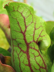 Zbliżenie na kaptury rośliny z gatunku sarracenia © Kumulugma