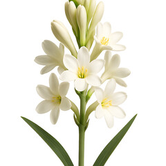 Elegant white lily blossom isolated on transparent background