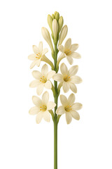 Elegant white tuberose flower stalk with blooming lilies isolated on transparent background
