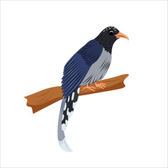 Red-billed blue magpie bird sitting on a tree branch, side view. Cute childrens animal illustration. Asian birds isolated on white background. Perfect for kids design.