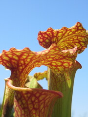 Zbliżenie na kaptury rośliny z gatunku sarracenia © Kumulugma