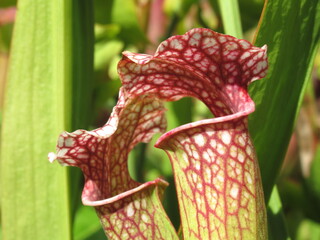 Zbliżenie na kaptury rośliny z gatunku sarracenia © Kumulugma