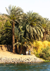 Tradycyjne życie nad Nilem w Egipcie – rolnik z osłem pod palmami daktylowymi na brzegu rzeki
