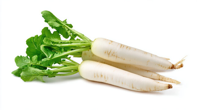 fresh daikon radish on white background
