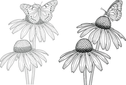 Delicate butterflies resting on echinacea flowers, depicted in a detailed line art illustration style, celebrating nature's beauty