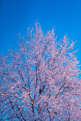snow covered tree