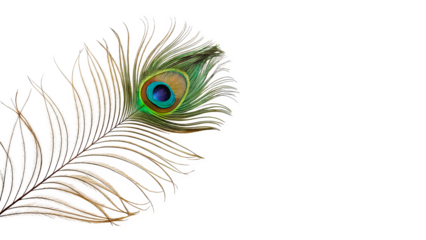A bright, beautiful peacock feather on a transparent background.