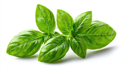 fresh basil leaves on white background for pesto preparation