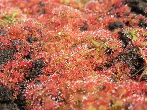 Zbliżenie na rozety roślin z gatunku drosera