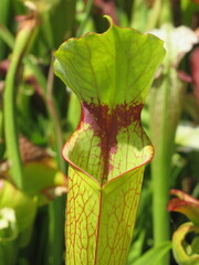 Zbliżenie na kaptury rośliny z gatunku sarracenia © Kumulugma