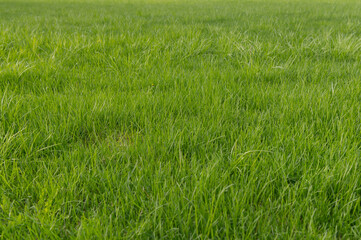 Obraz premium Fresh green lawn in spring