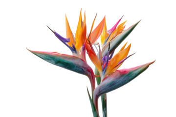 Bird of paradise flower with vibrant colors, showcasing its unique shape and beauty, isolated on transparent background
