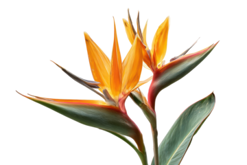 Bird of paradise flower with vibrant colors, showcasing its unique shape and beauty, isolated on transparent background