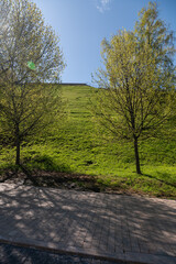 Fototapeta premium The trees at the foot of the hill