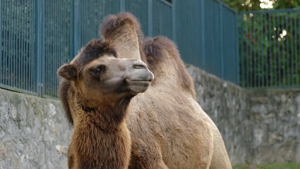 Camel standing inside a zoo enclosure with stone wall and fence in background. Concept of wildlife care captivity daily routine and animal observation