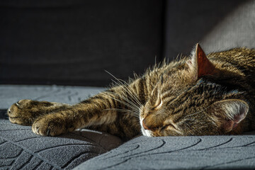 Kater schl&auml;ft auf dem Sofa in der Sonne