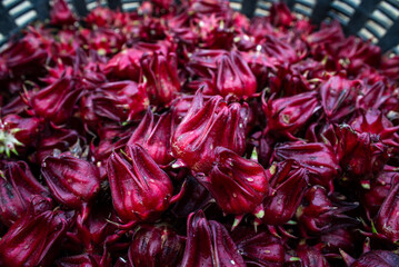 Fresh Roselle Hibiscus Calyces Background