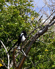 Black Billed Magpie Perches in Tree