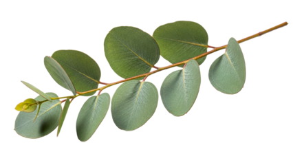 Fresh green eucalyptus branch with lush natural leaves provides a vibrant botanical accent for health, wellness, and organic product related marketing materials