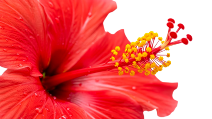 Lush red hibiscus blossom with sparkling water drops highlighting its intricate floral anatomy perfect for tropical nature themes or health and wellness promotions