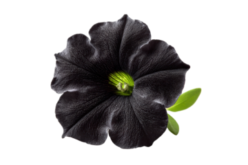 A black flower with green leaves, creating a striking contrast, isolated on transparent background