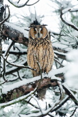 Owl on a branch with snow