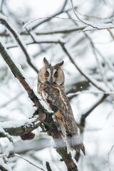 Owl on a branch with snow