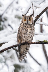 Owl on a branch with snow
