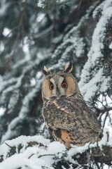 Owl on a branch with snow